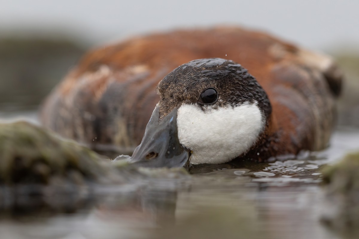 Ruddy Duck - ML602105051