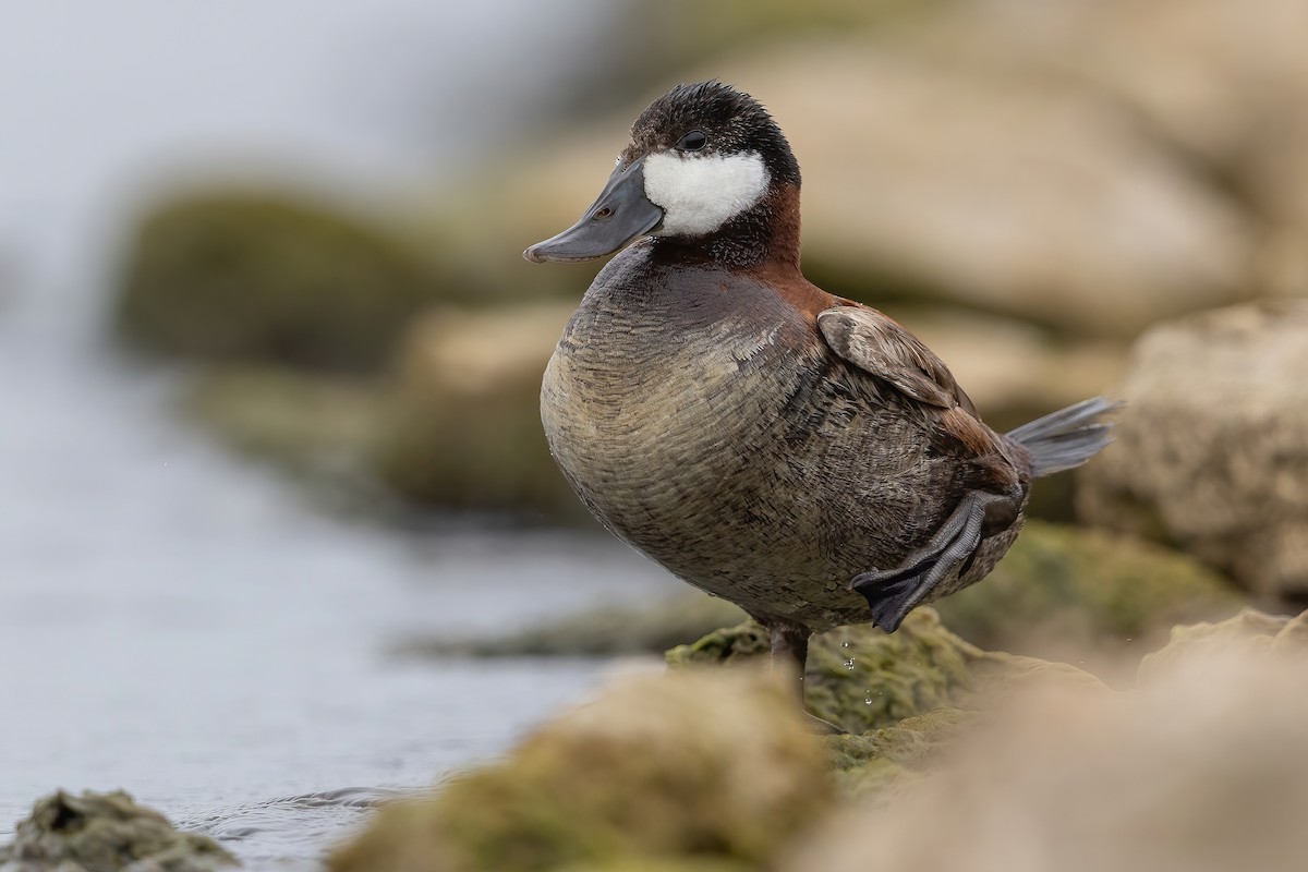 Ruddy Duck - ML602105061