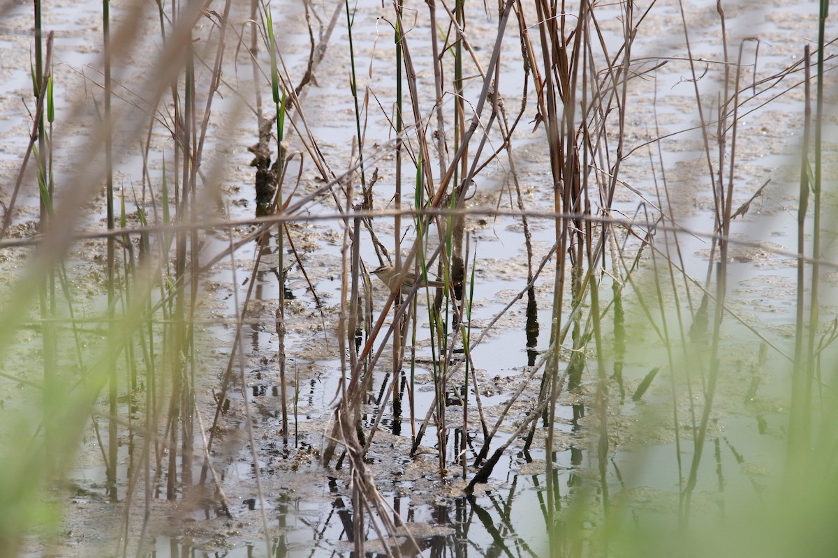 Sedge Warbler - ML602105851