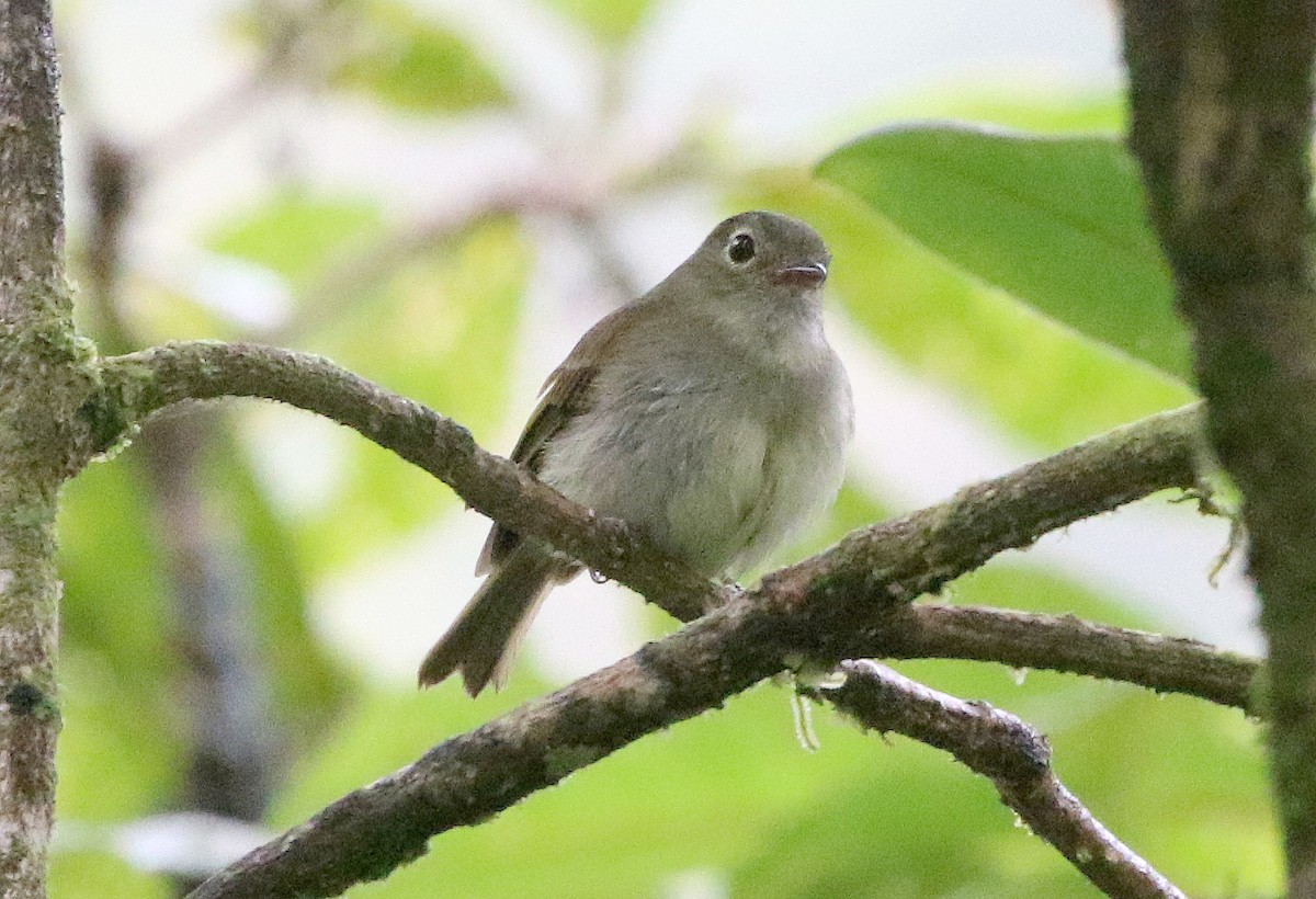 Unadorned Flycatcher - ML602106581