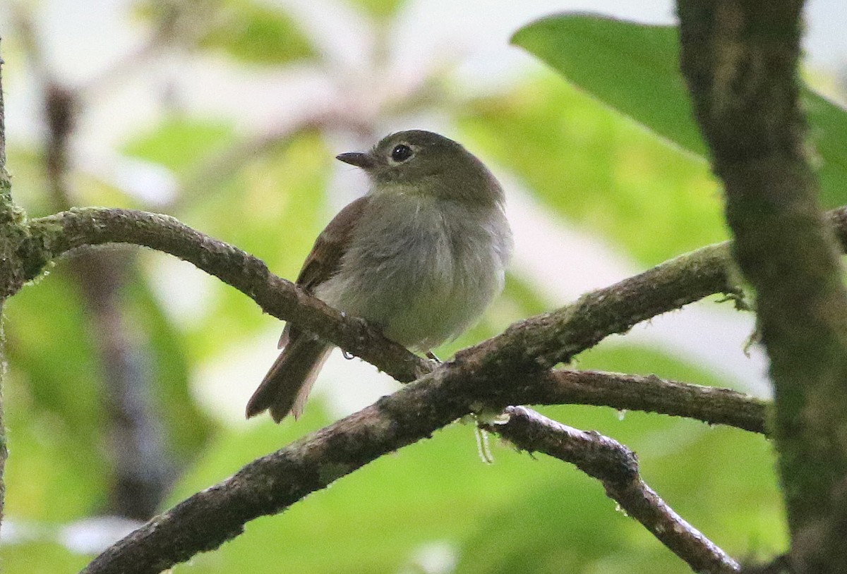 Unadorned Flycatcher - Ashley Banwell