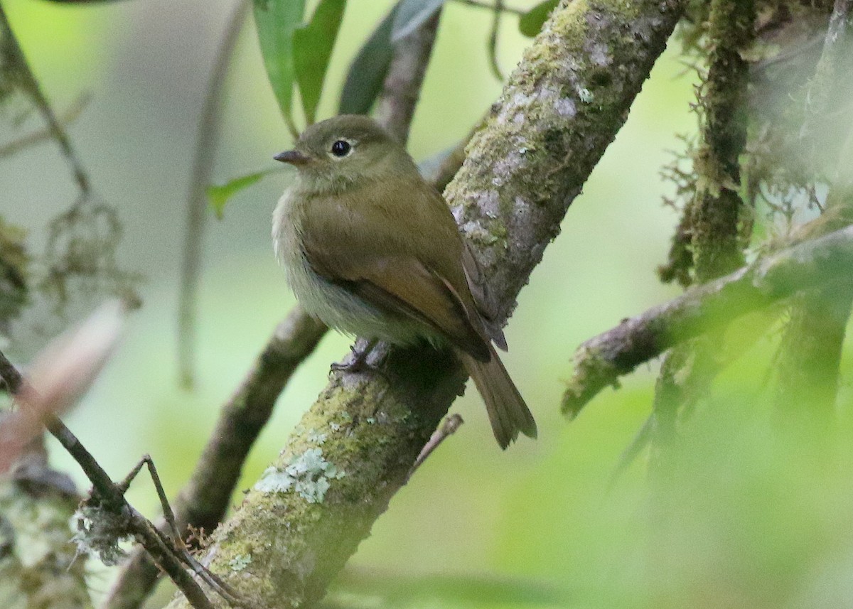 Unadorned Flycatcher - ML602106601