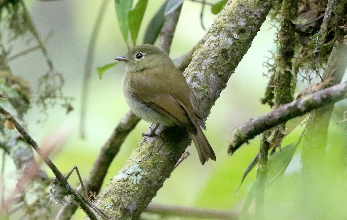 Unadorned Flycatcher - ML602106611