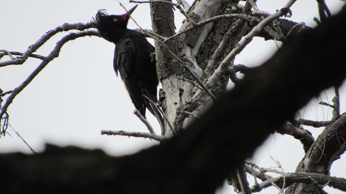 Magellanic Woodpecker - ML602106721