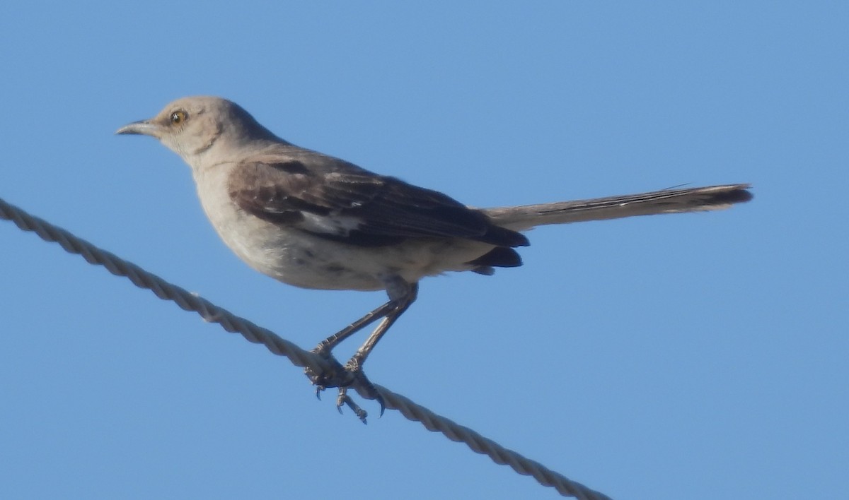 Northern Mockingbird - ML602107361