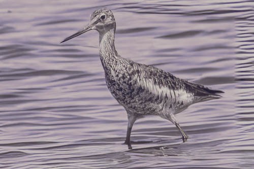 Greater Yellowlegs - Mike Birmingham