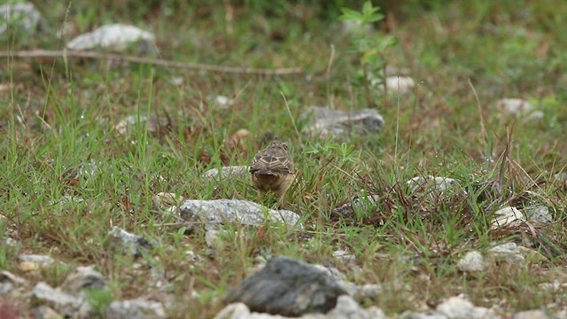 Pipit à long bec - ML602109281