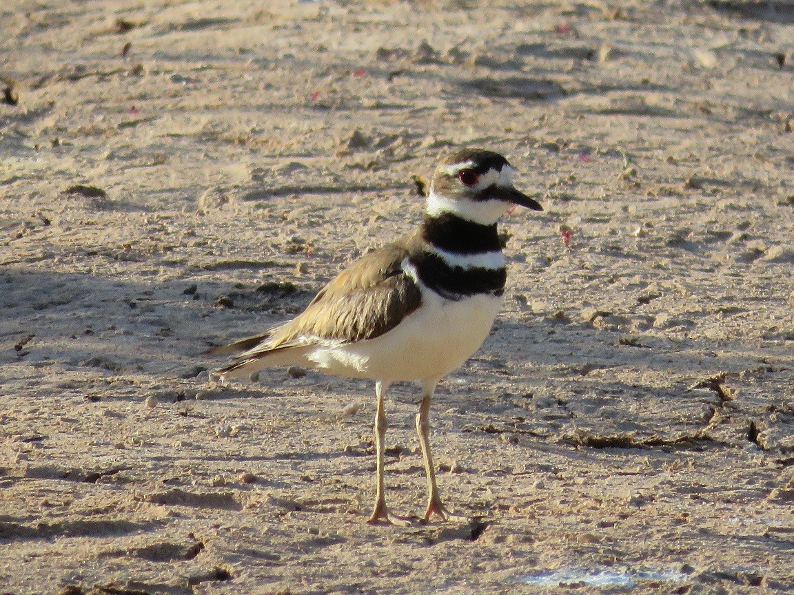 Killdeer - ML60210931