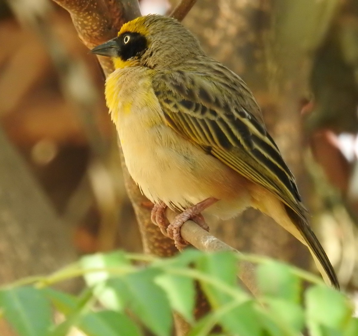 Baglafecht Weaver - ML60211011