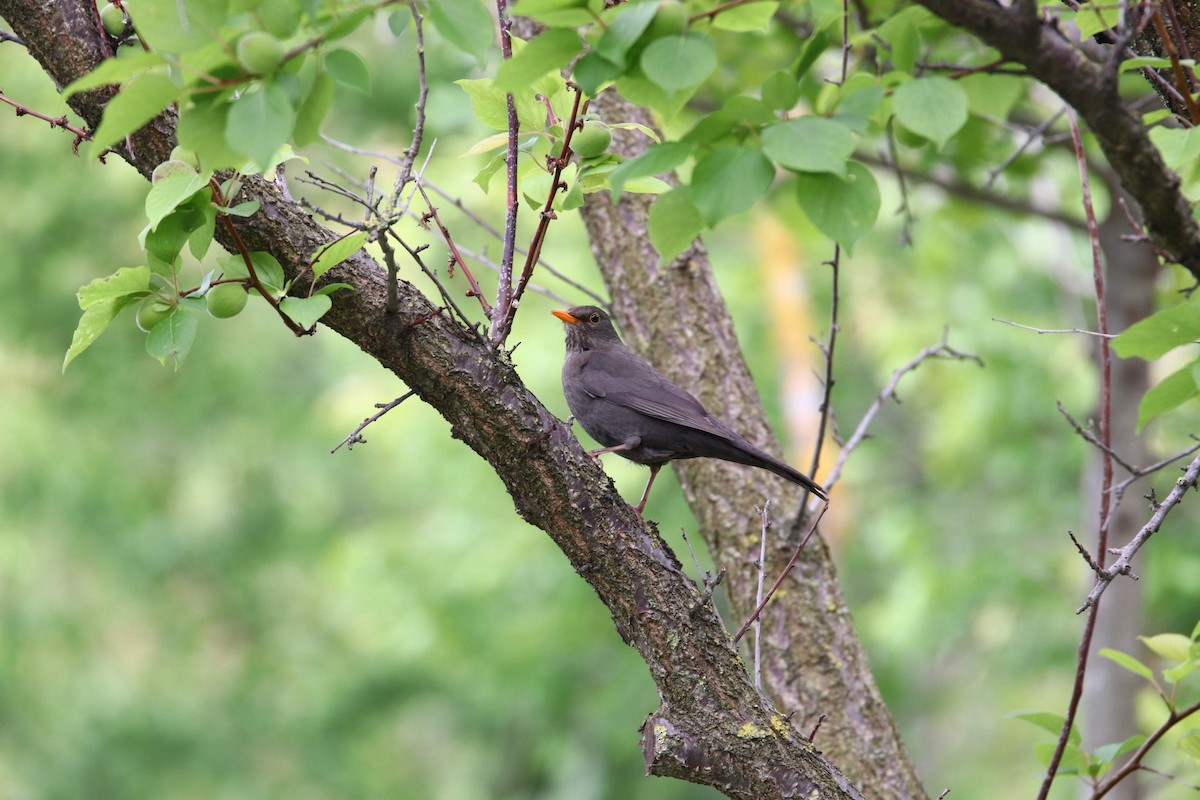 Eurasian Blackbird - ML602110251