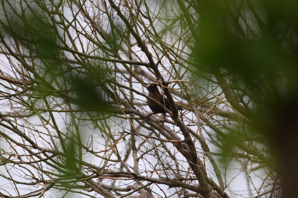 Eurasian Blackbird - ML602110281