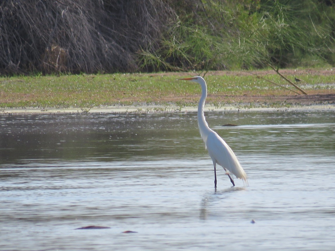 Great Egret - Anne (Webster) Leight