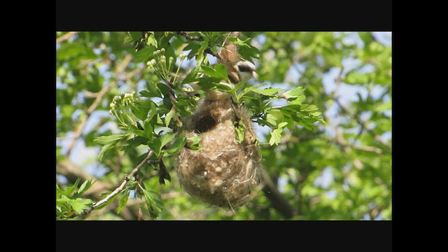 White-crowned Penduline-Tit - ML602111621