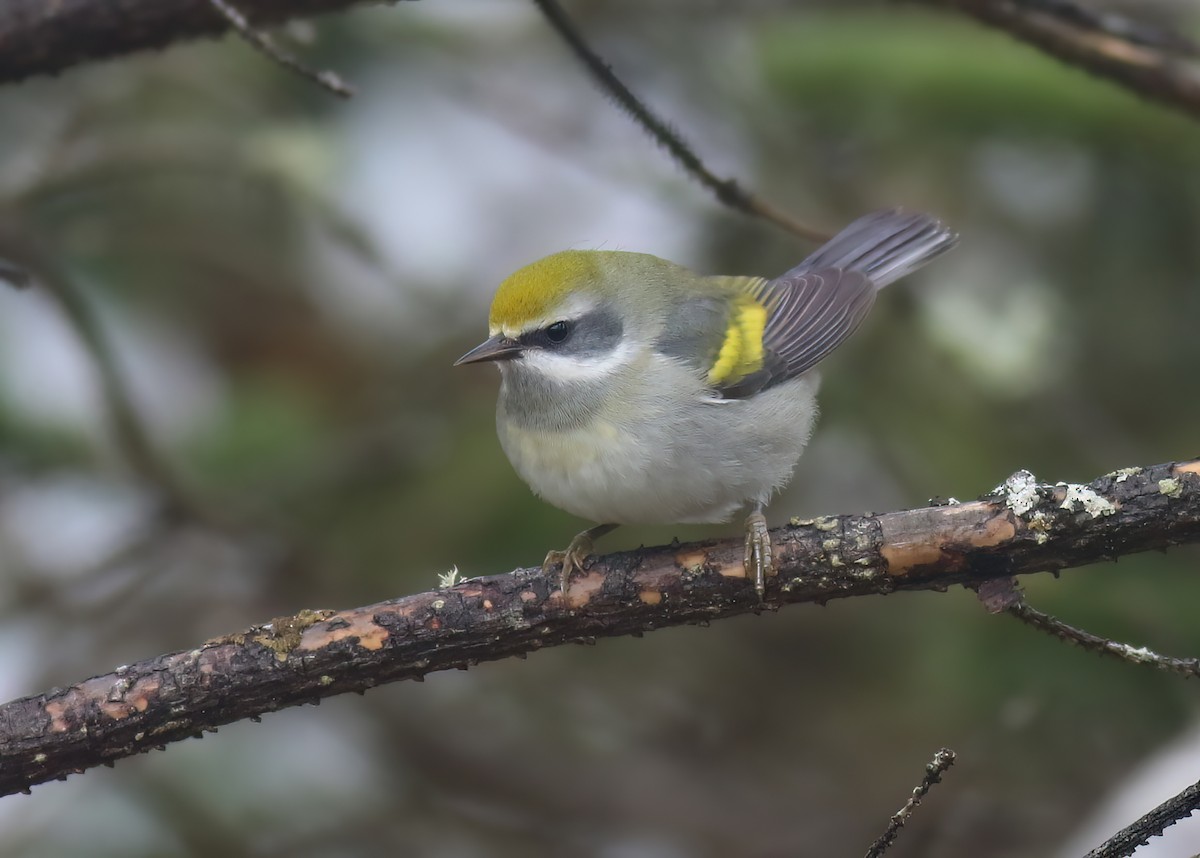 Golden-winged Warbler - ML602111741