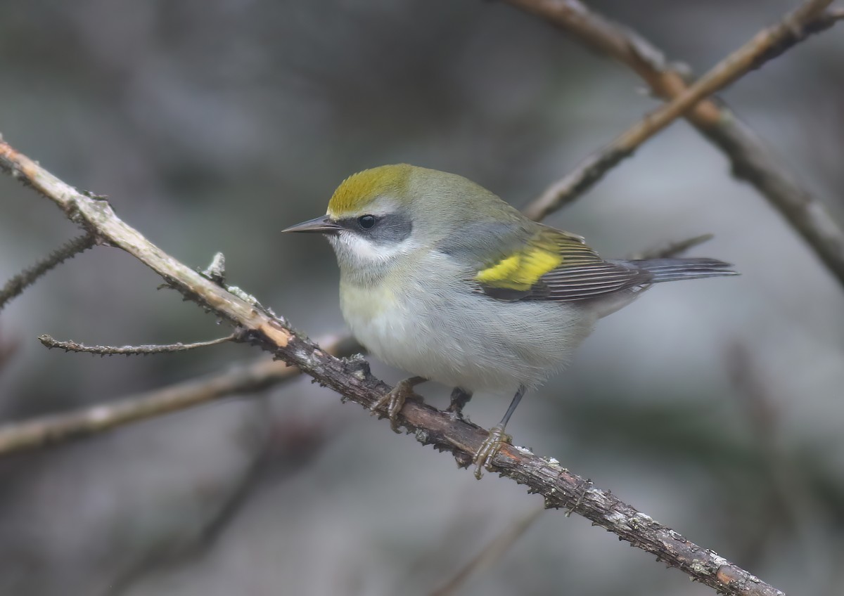 Golden-winged Warbler - ML602111751