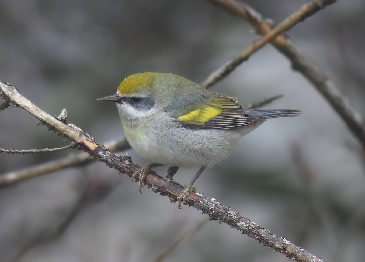 Golden-winged Warbler - ML602111761