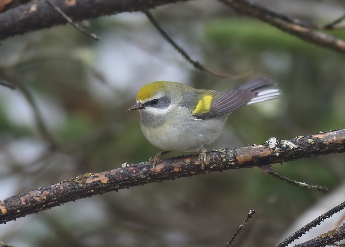 Golden-winged Warbler - ML602111781