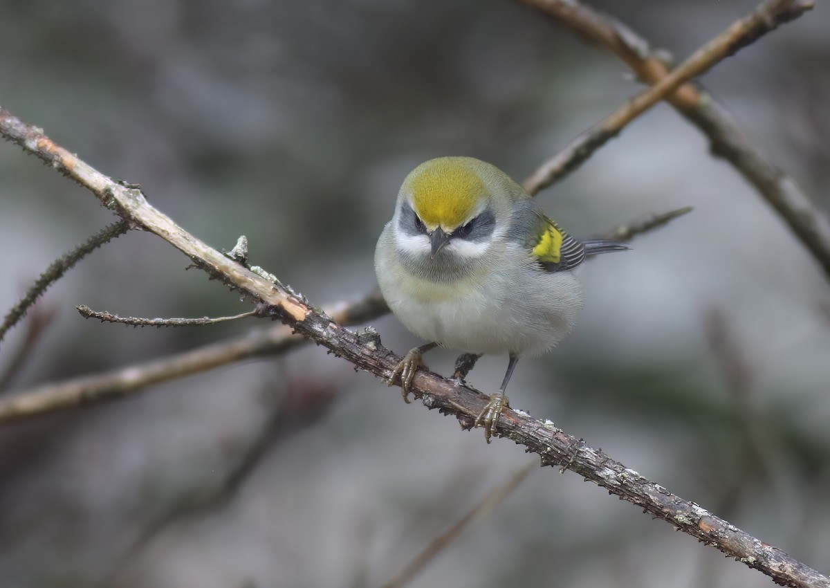 Golden-winged Warbler - ML602111791
