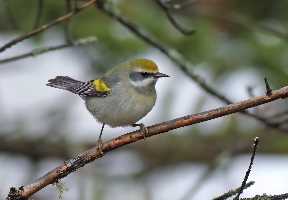 Golden-winged Warbler - ML602111801