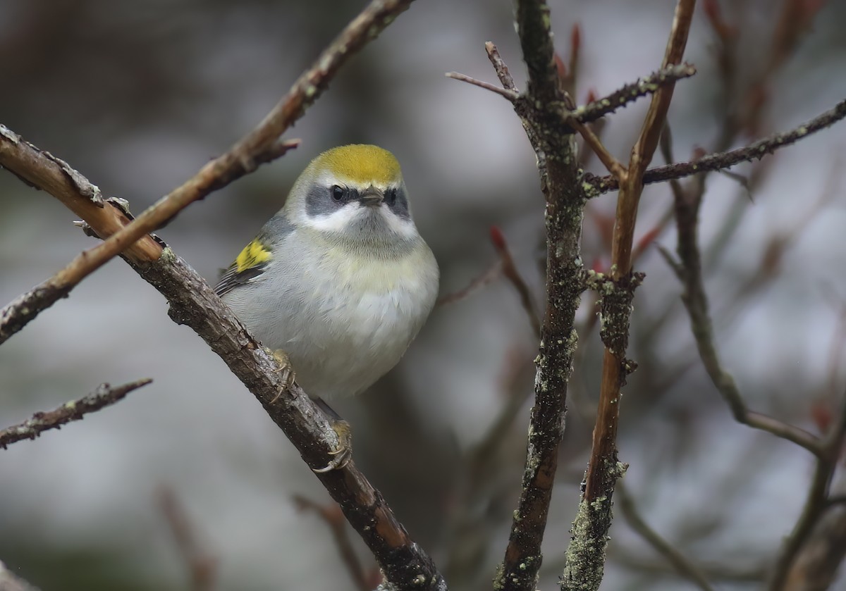Golden-winged Warbler - ML602111811