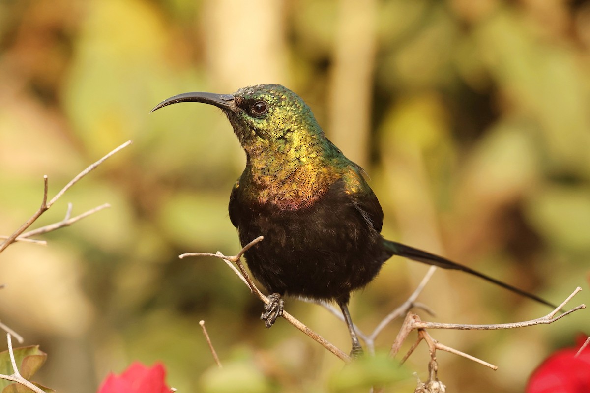 Bronze Sunbird - Tiago Guerreiro