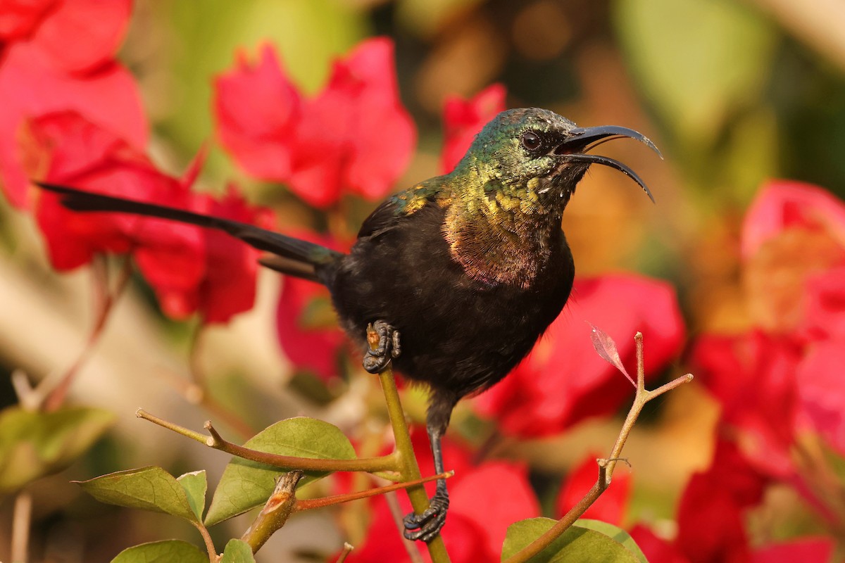 Bronze Sunbird - Tiago Guerreiro