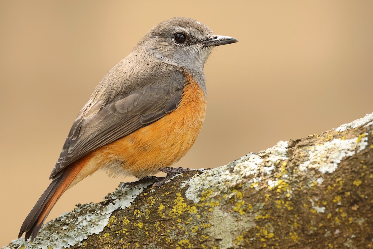 Little Rock-Thrush - ML602111921