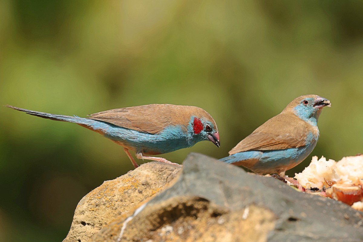 Red-cheeked Cordonbleu - ML602112081