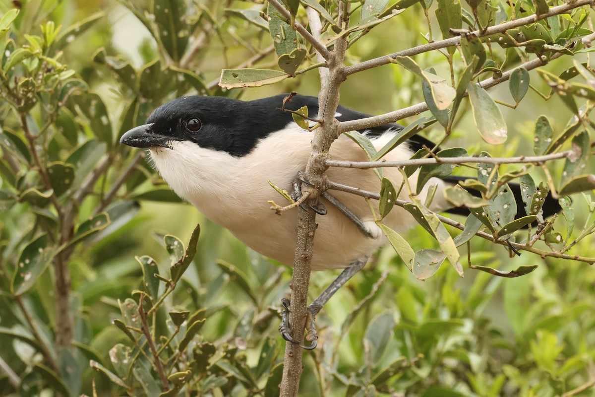 Tropical Boubou - Tiago Guerreiro