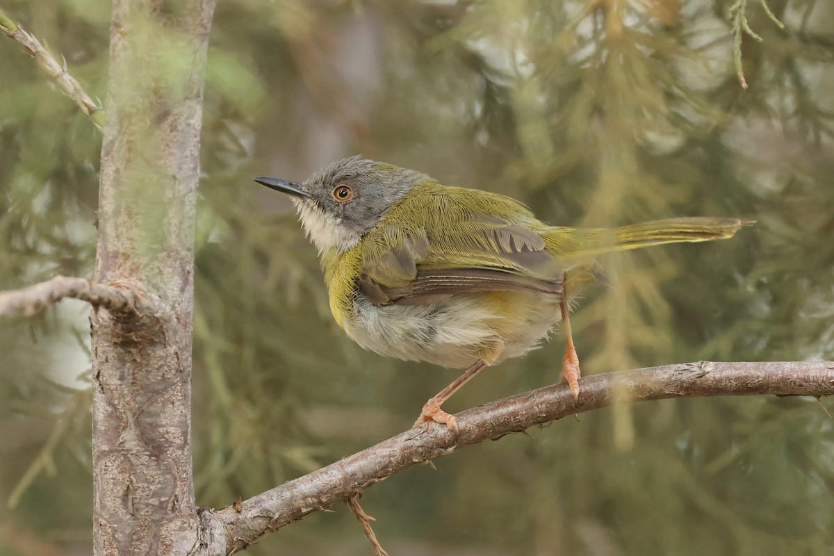 Apalis à gorge jaune - ML602112341