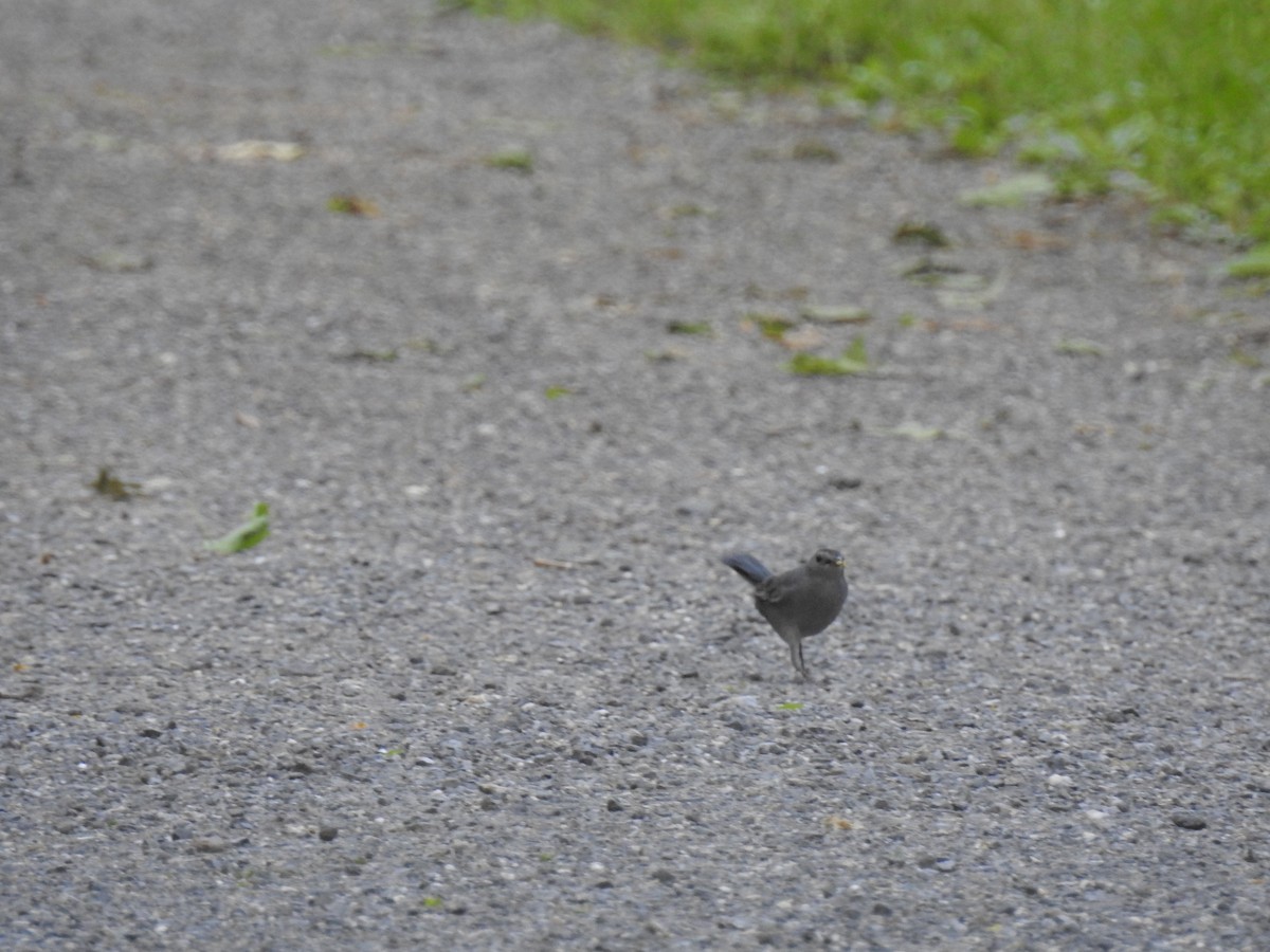 Gray Catbird - ML60211241