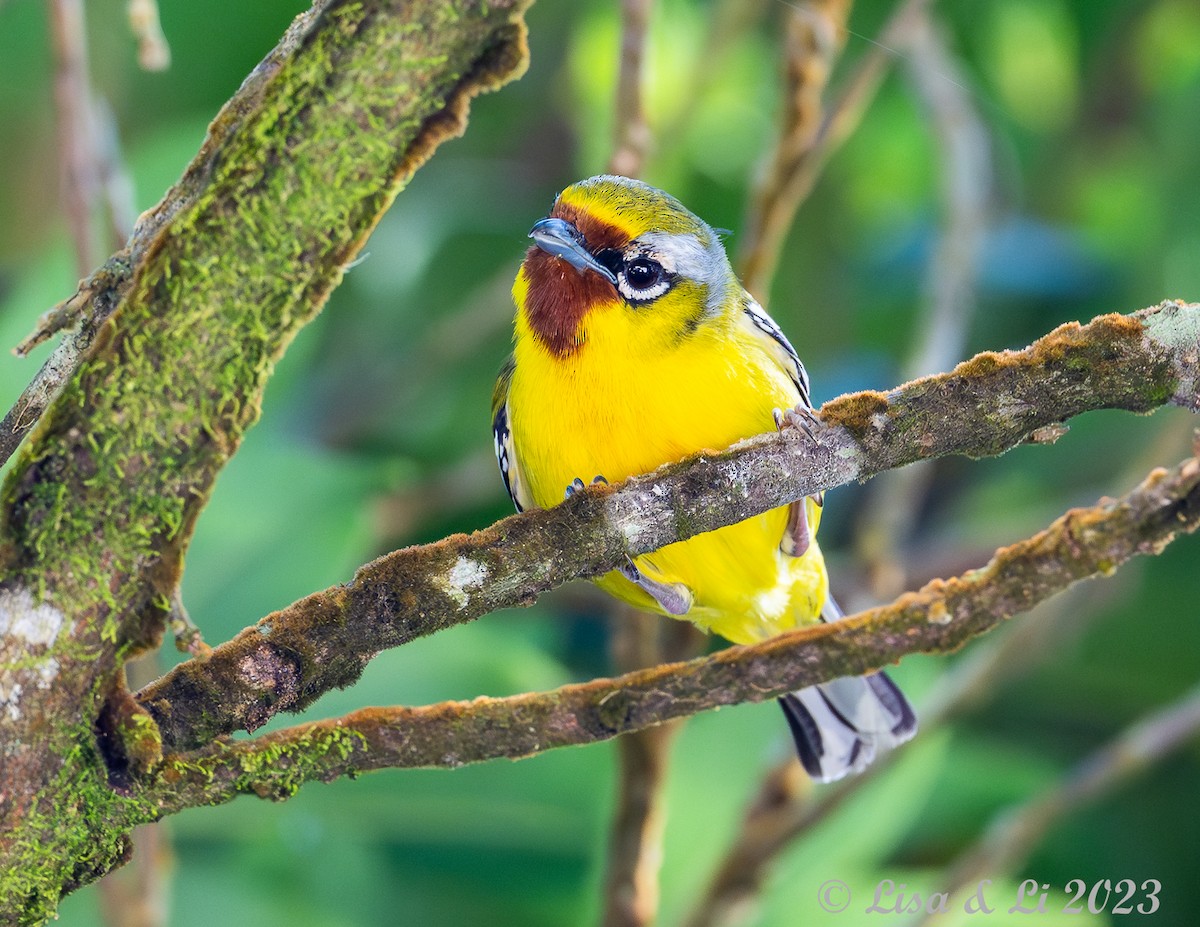 Trilling Shrike-Babbler - ML602113991