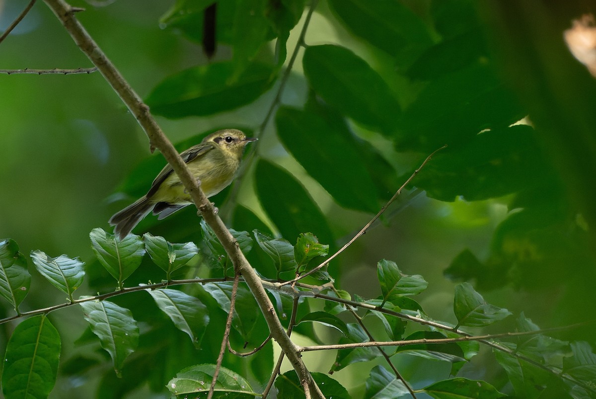 Tyranneau de Sao Paulo - ML602115571