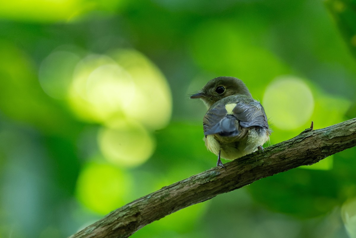 Whiskered Flycatcher - LUCIANO BERNARDES