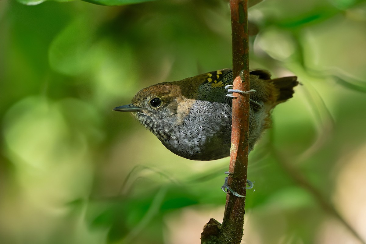 Myrmidon à gorge étoilée - ML602115671