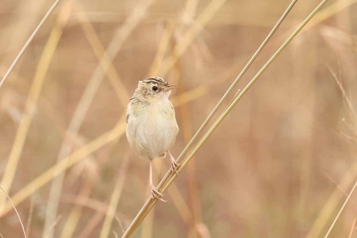 Desert Cisticola - ML602116731