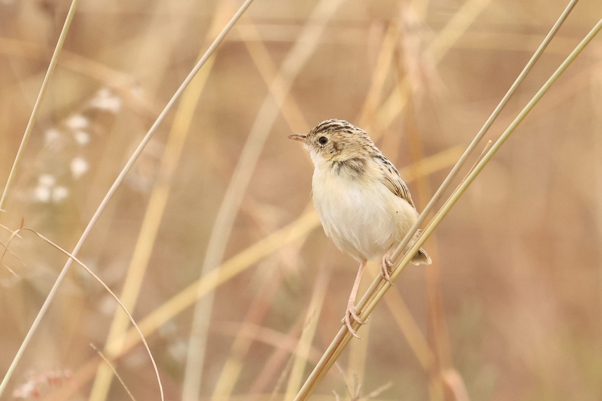 Desert Cisticola - ML602116741