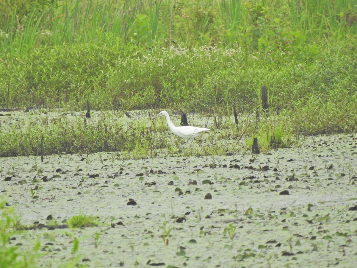 Little Blue Heron - ML602117081