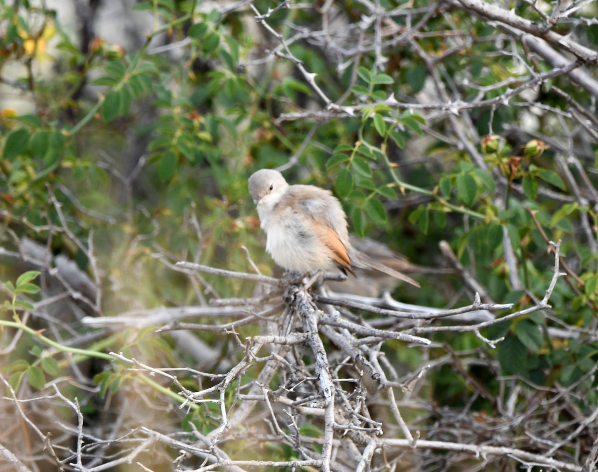 Spectacled Warbler - ML602117931