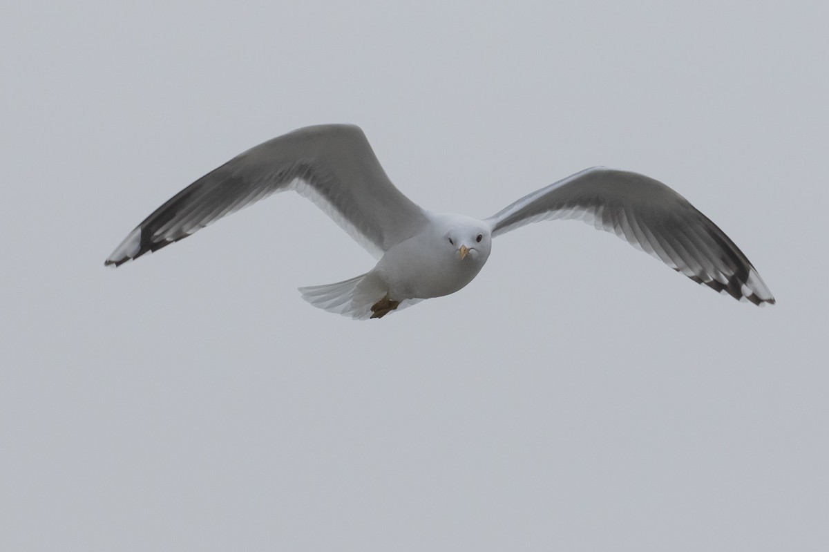 Short-billed Gull - ML602117941