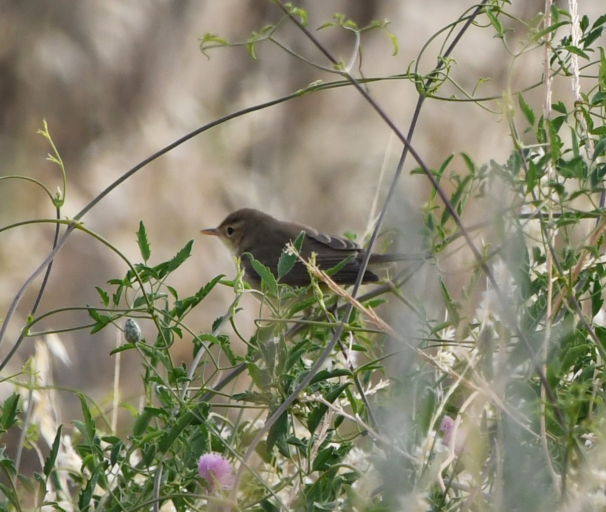 Melodious Warbler - ML602118201