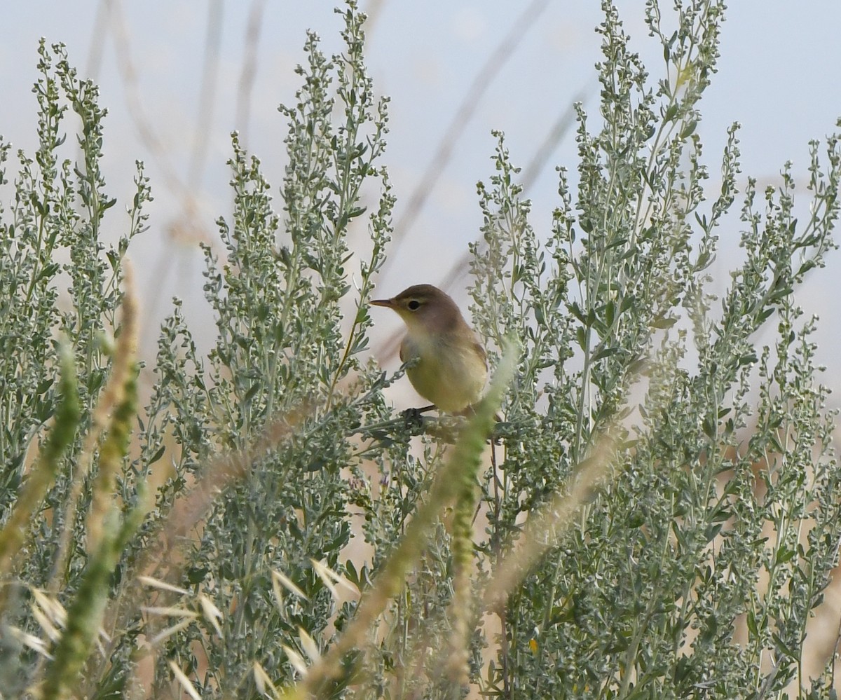 Melodious Warbler - A Emmerson