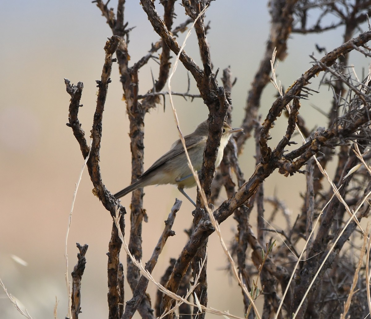 Melodious Warbler - A Emmerson