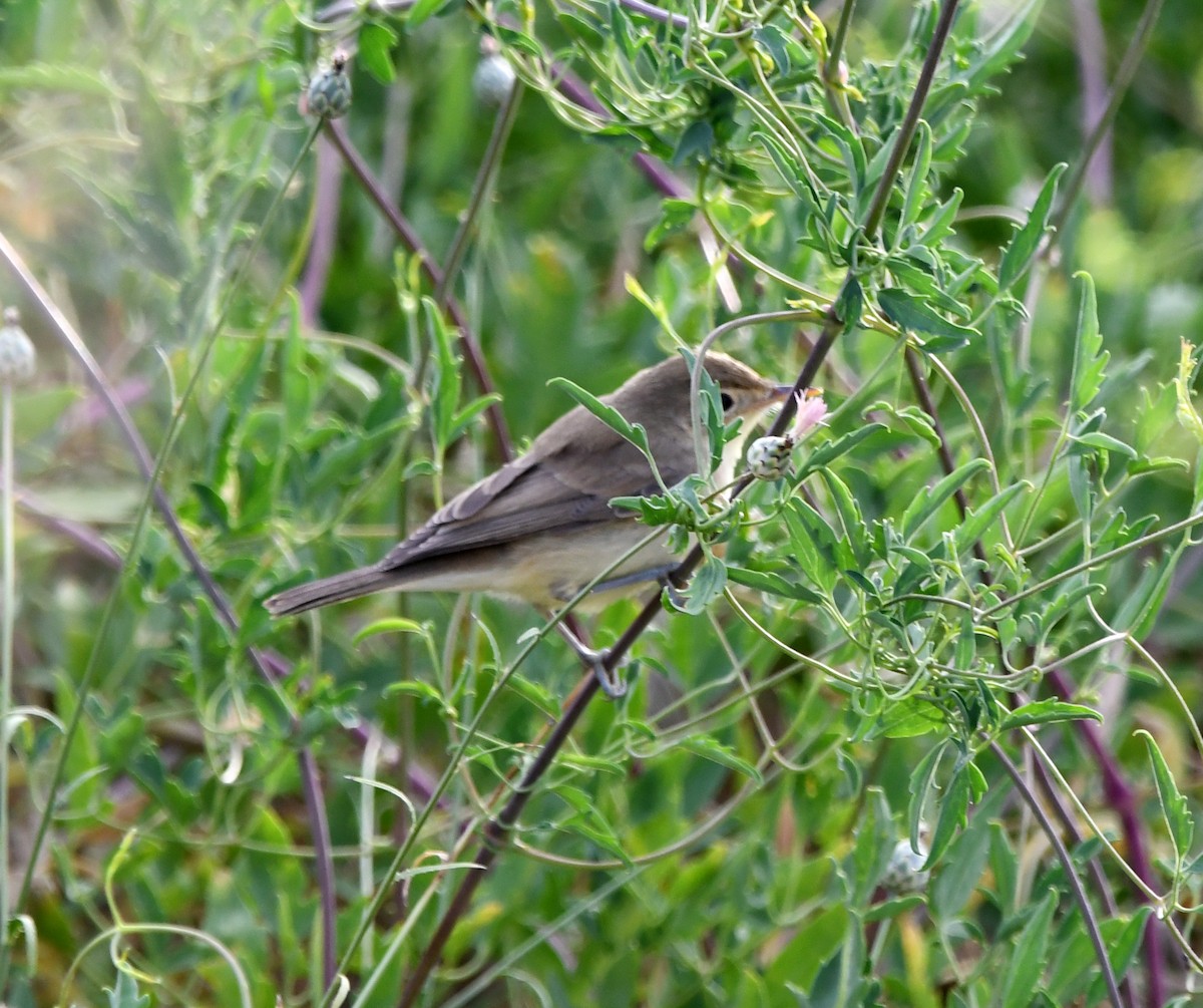 Melodious Warbler - A Emmerson