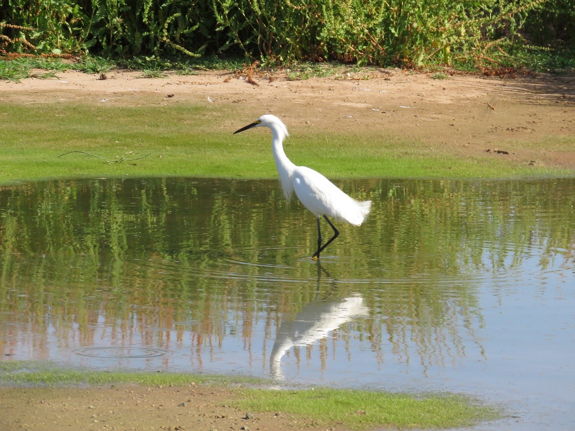 Snowy Egret - ML60212171