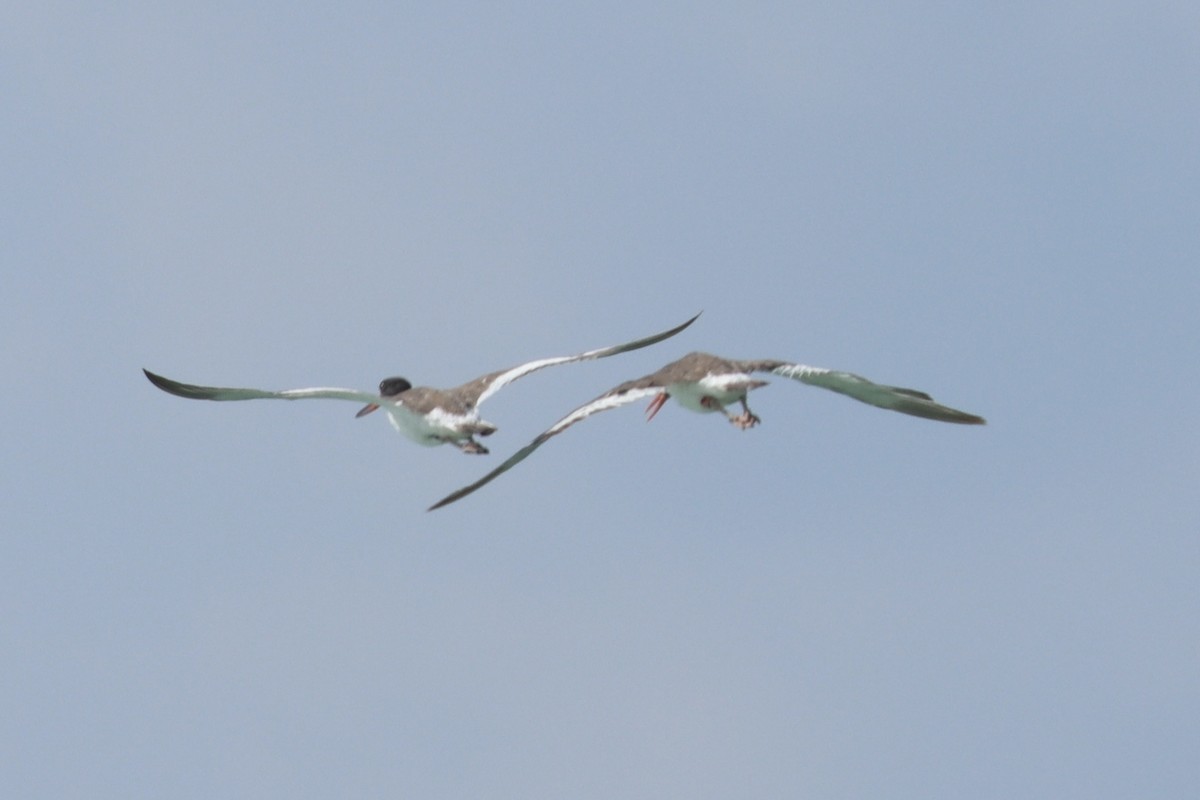 American Oystercatcher - ML602121931