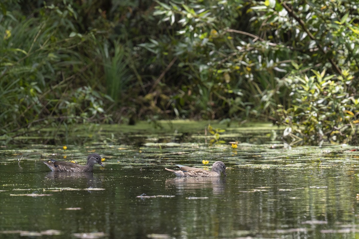 Mandarin Duck - ML602122781