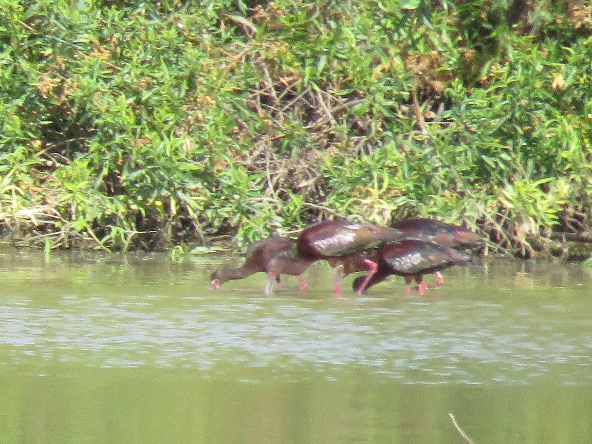 White-faced Ibis - ML60212281