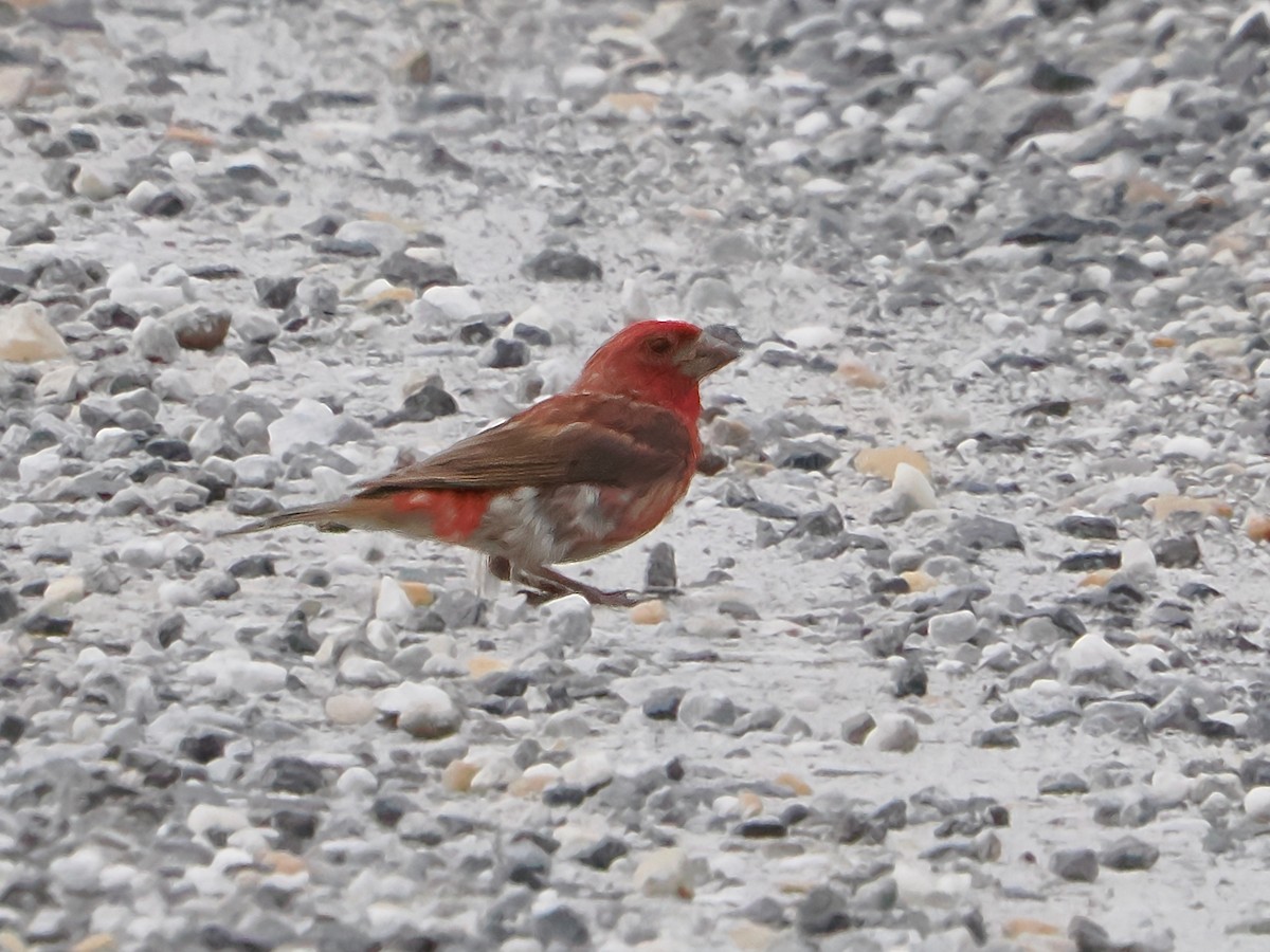 Purple Finch - ML602123021