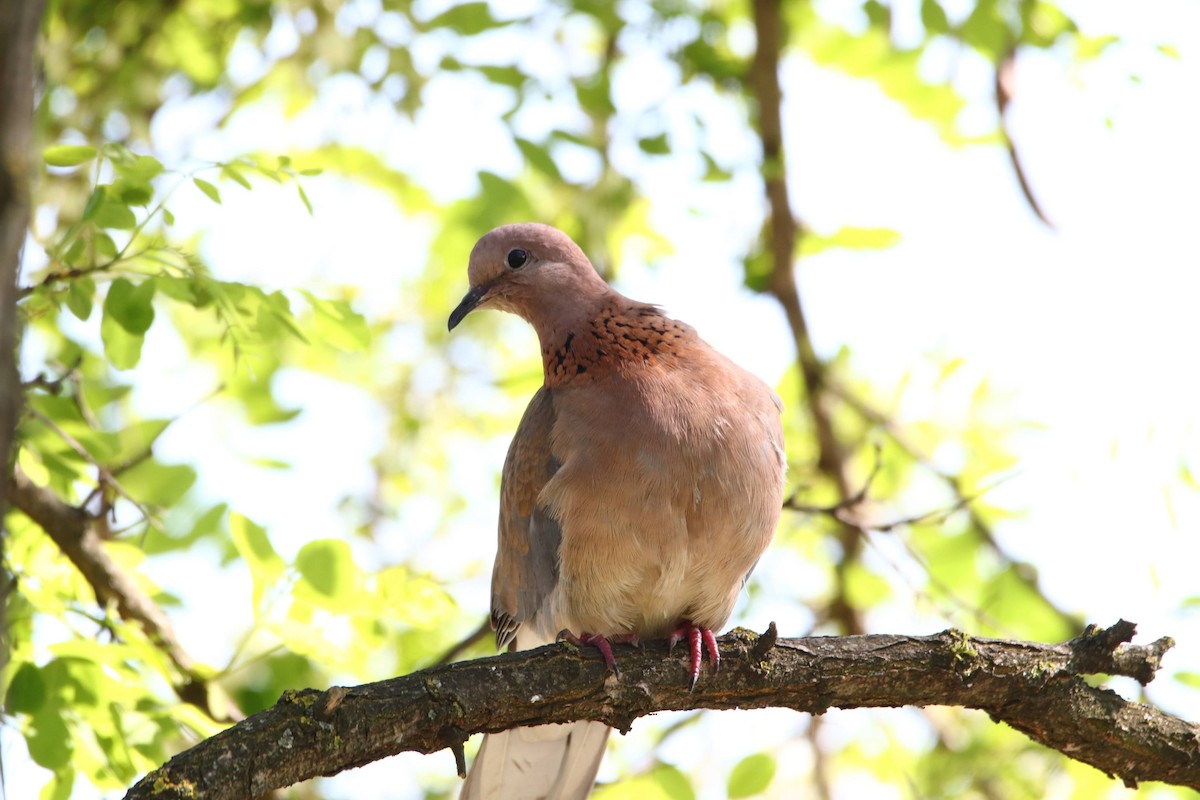 Laughing Dove - ML602123551